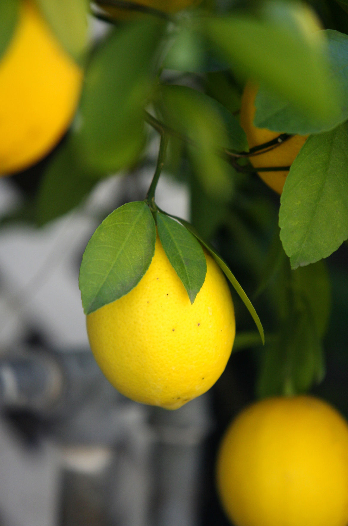 Meyer Lemon (copy)